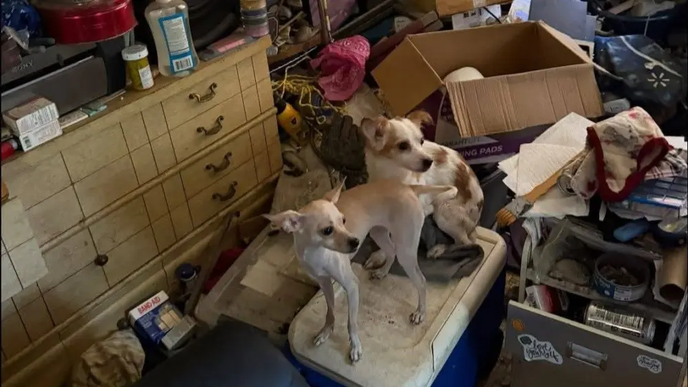 Dogs Rescued 7-17-25