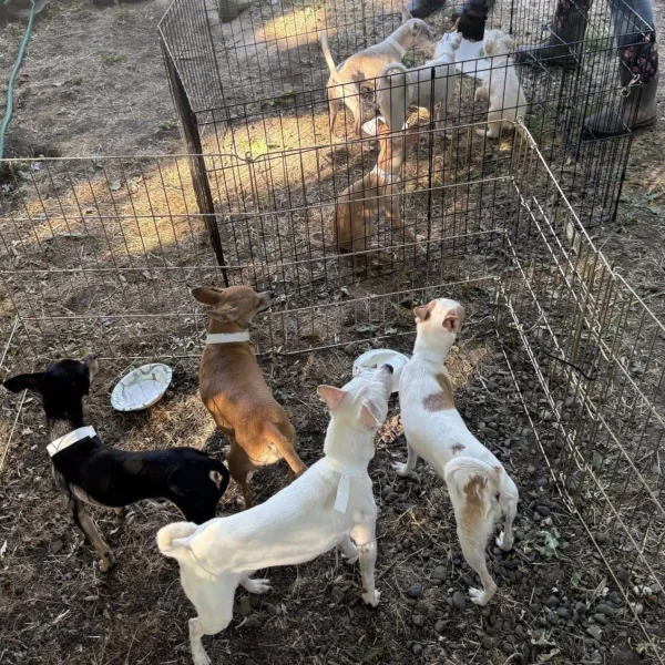 Dogs Rescued 7-17-25