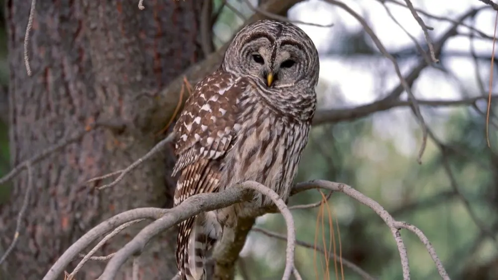 A barred owl at Malheur National Wildlife Refuge, in Oregon. (Ray Bosch/U.S. Fish and Wildlife Service)