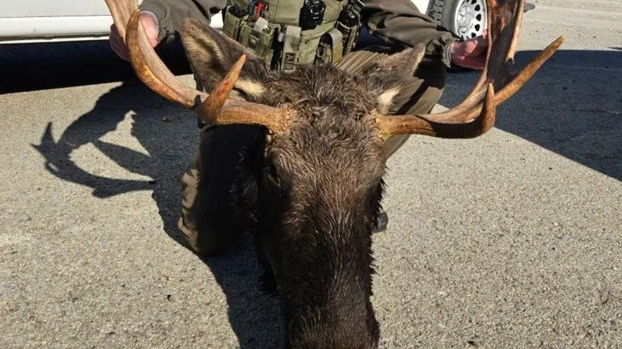 Moose Head from Poaching Case