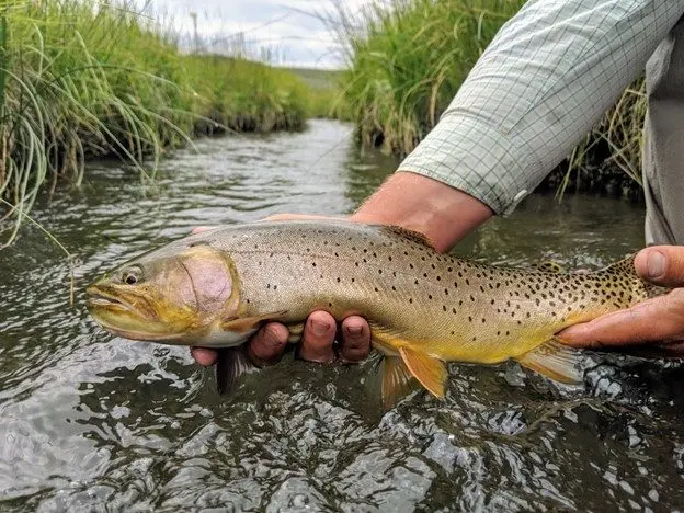 Yellowstone Cutthroat