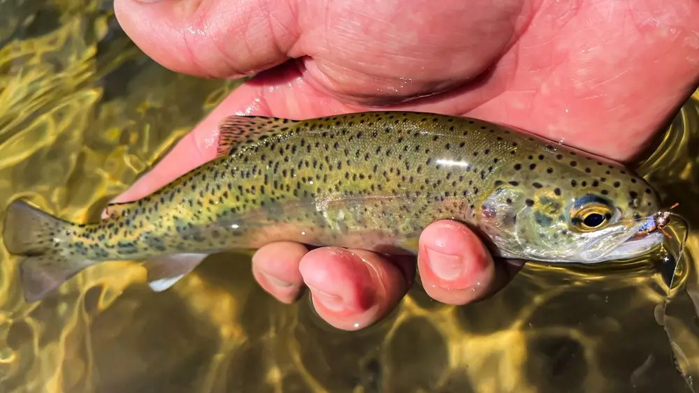Redband Trout