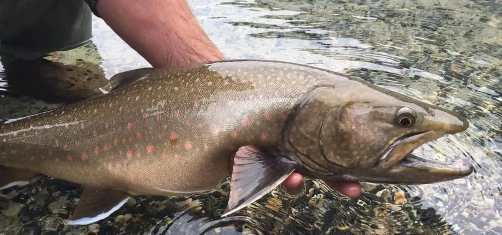 Idaho Fish and Game