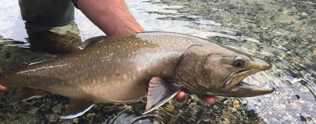 Idaho Fish and Game