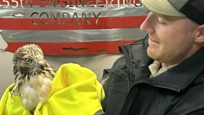 Rescued Hawk