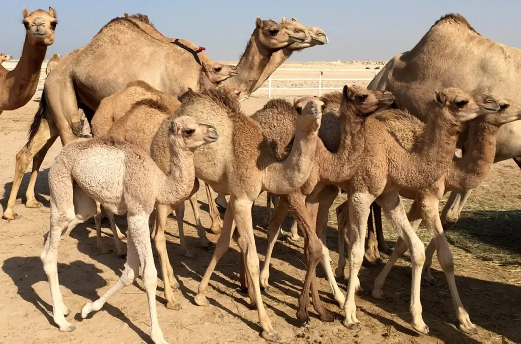 A herd of camels with their offspring. (Photo courtesy of Dr. Ahmed Tibary)