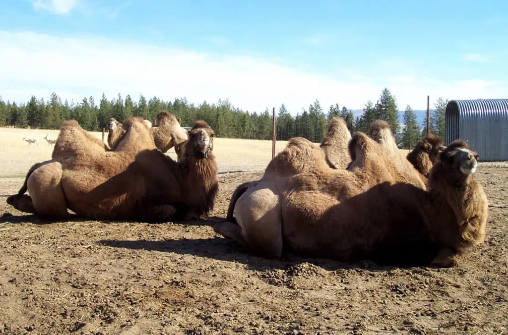 A herd of Bactrian camel in Spokane owned by the late Bob Baker, a longtime friend of Dr. Tibary and client of the WSU Veterinary Teaching Hospital. (Photo courtesy of Dr. Ahmed Tibary)