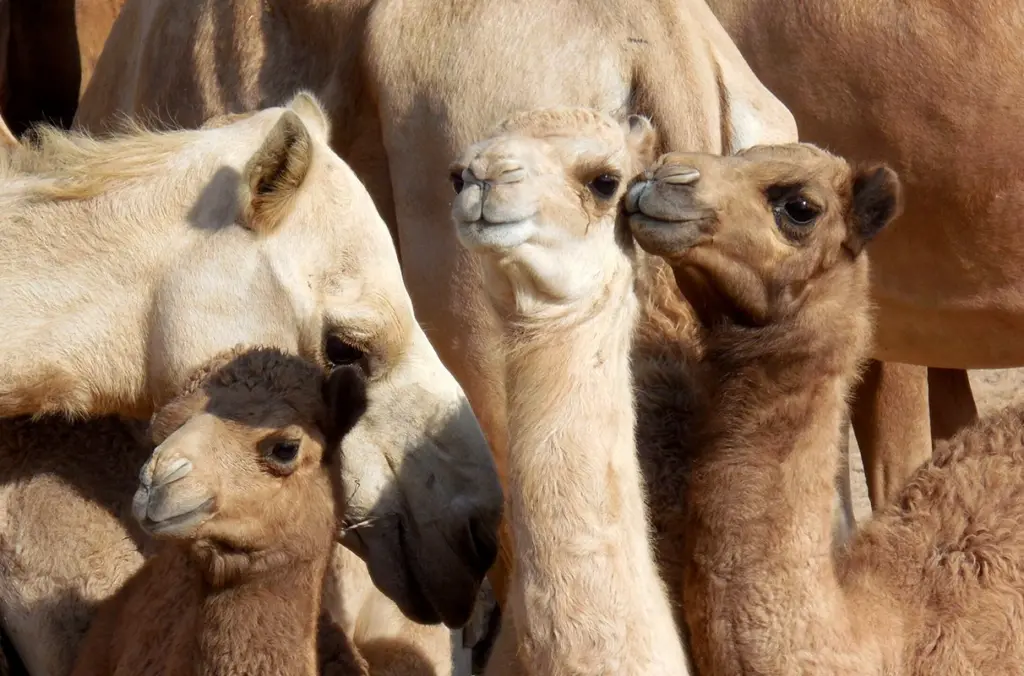 Dromedary recipients and their calves produced by embryo transfer. (Photo courtesy of Dr. Ahmed Tibary)