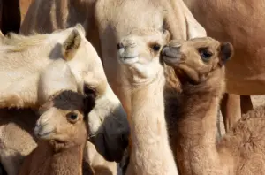 Dromedary recipients and their calves produced by embryo transfer. (Photo courtesy of Dr. Ahmed Tibary)