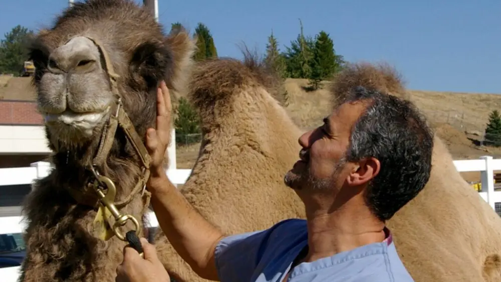 hmed Tibary examines a Bactrian (two-humped) camel at the WSU-Veterinary Teaching Hospital. (Photo courtesy of Dr. Ahmed Tibary)