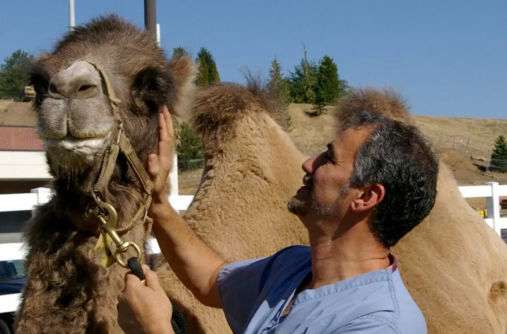 hmed Tibary examines a Bactrian (two-humped) camel at the WSU-Veterinary Teaching Hospital. (Photo courtesy of Dr. Ahmed Tibary)