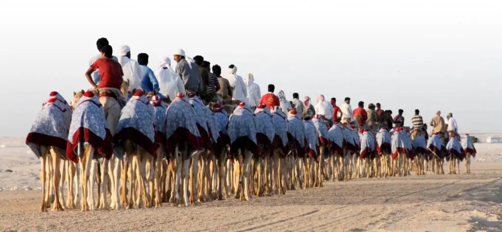 Young racing camels in training. (Photo courtesy of Dr. Ahmed Tibary)Young racing camels in training. (Photo courtesy of Dr. Ahmed Tibary)