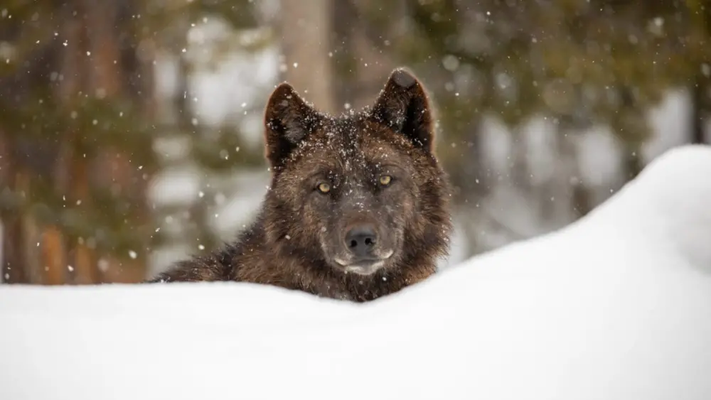 A member of Wapiti Lake Pack is photographed near the Firehole River in Yellowstone National Park in July 2020. The Wapiti Lake Pack is one of nine wolf packs that was living in Yellowstone as of December 2024. (File photo courtesy of Jim Peaco/Yellowstone National Park)