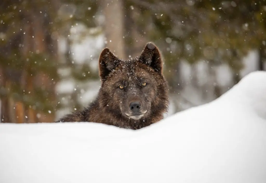 A member of Wapiti Lake Pack is photographed near the Firehole River in Yellowstone National Park in July 2020. The Wapiti Lake Pack is one of nine wolf packs that was living in Yellowstone as of December 2024. (File photo courtesy of Jim Peaco/Yellowstone National Park)