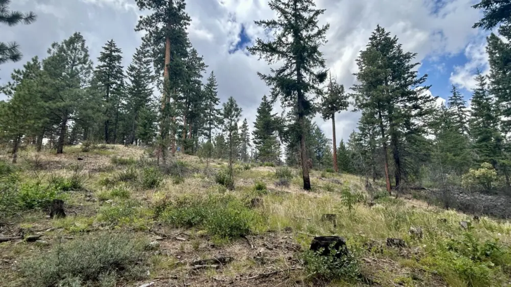 The Rimrock Retreat Fire burned through the Oak Creek drainage in Yakima County in 2024, but the damage was minimal due to tree thinning and prescribed burns the Department of Natural Resources completed in the area with House Bill 1168 funding before the fire. Photo by Emily Fitzgerald.