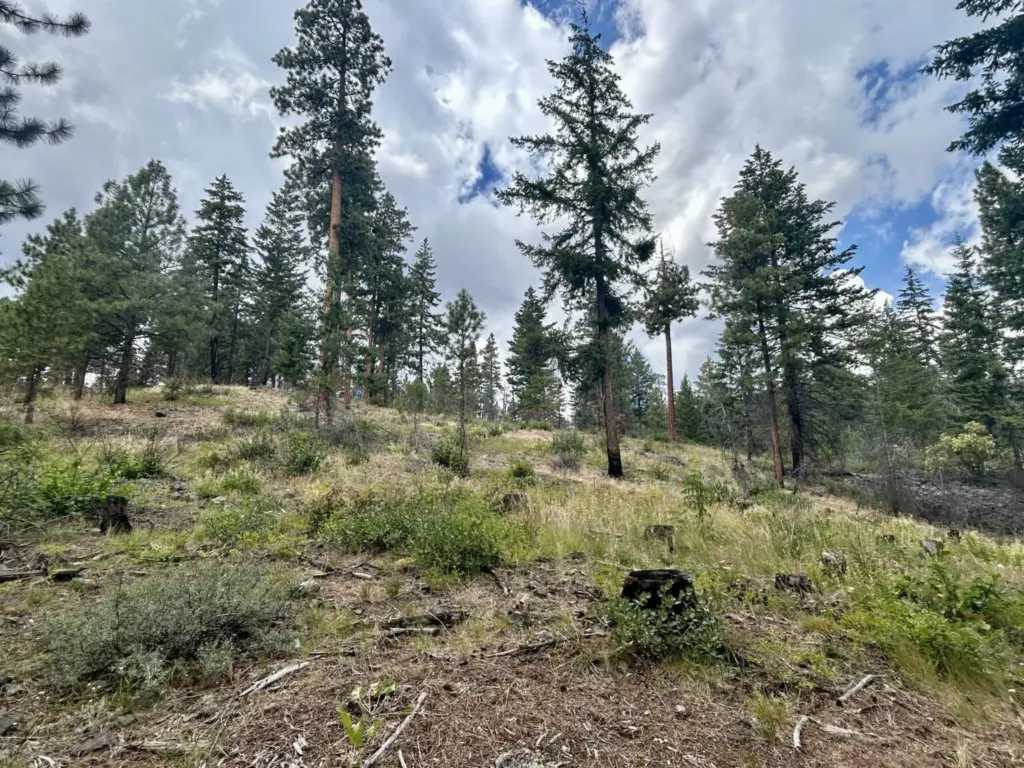 The Rimrock Retreat Fire burned through the Oak Creek drainage in Yakima County in 2024, but the damage was minimal due to tree thinning and prescribed burns the Department of Natural Resources completed in the area with House Bill 1168 funding before the fire. Photo by Emily Fitzgerald.