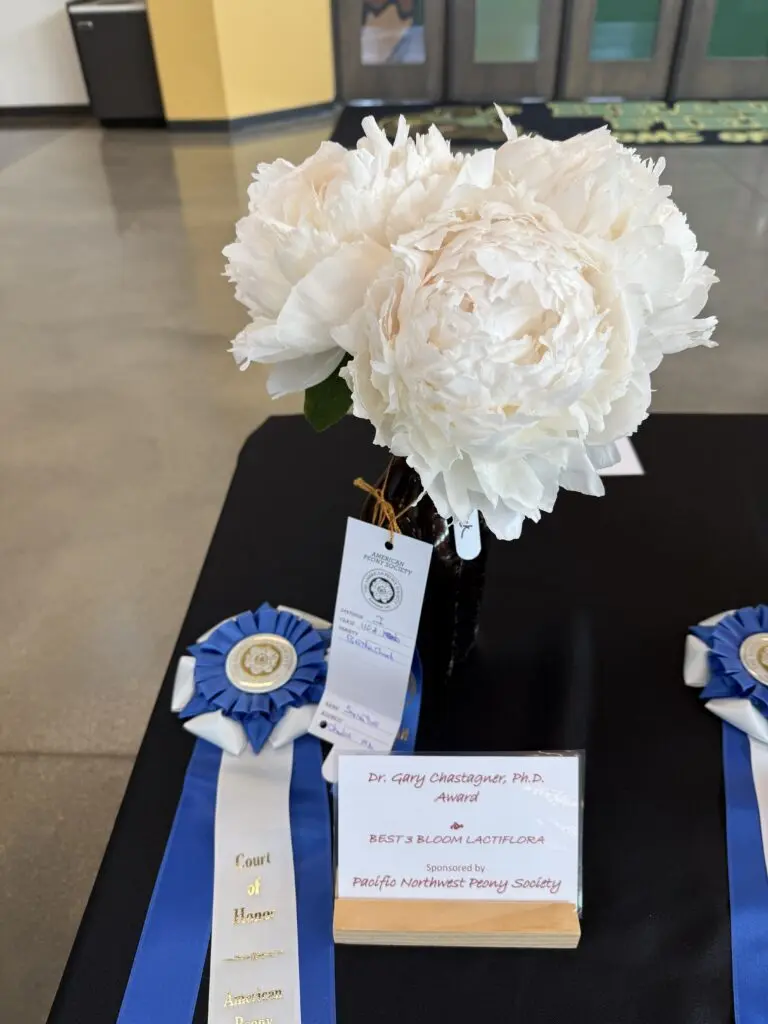 Three large peony blooms in a vase next to a blue ribbon and sign indicating it as the recipient of the Chastagner Award for Best Bloom Lactiflora.Three large blooms won the Chastagner Award for Best Bloom Lactiflora at the American Peony Society’s national flower show in June. The award is named for WSU researcher Gary Chastagner, well known for his work in ornamental bulb crops as well as Christmas trees.