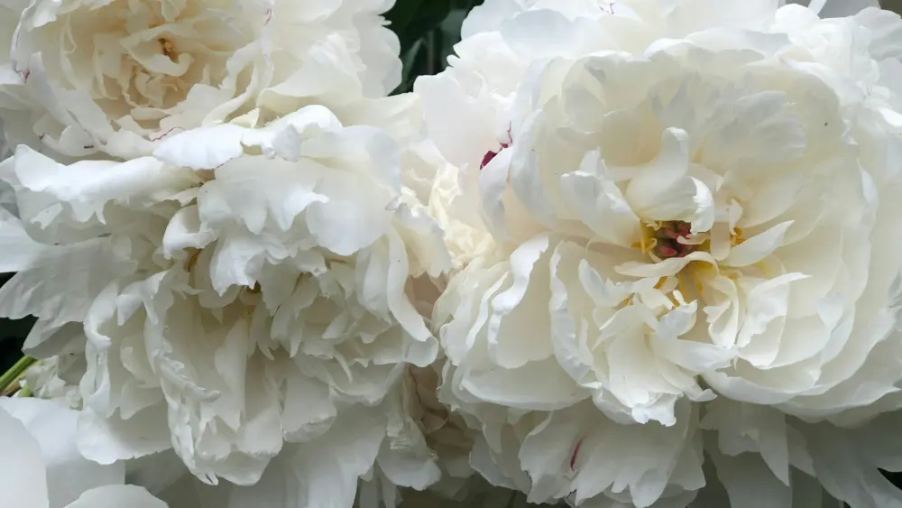 Photo by Kayce Soros on Unsplash