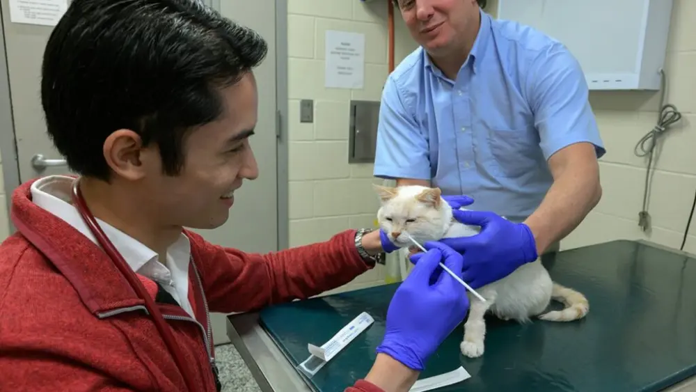 Dr. Matthew Wun, left, a veterinary resident in WSU's College of Veterinary Medicine, demonstrates how a swab is used to collect a DNA sample from a cat as WSU associate professor Dr. Nicolas Villarino assists. Villarino is one of the developers of a genetic test pet owners can now use to determine if their cat is at high risk of developing chronic kidney disease years before any clinical signs emerge. (Photo by College of Veterinary Medicine/Ted S. Warren)