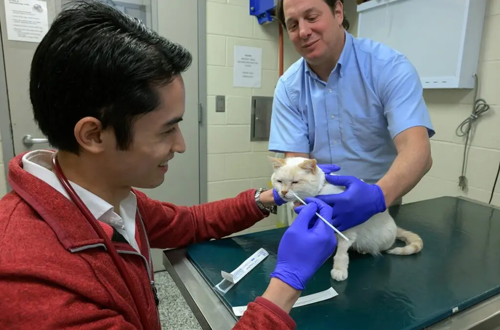 Dr. Matthew Wun, left, a veterinary resident in WSU's College of Veterinary Medicine, demonstrates how a swab is used to collect a DNA sample from a cat as WSU associate professor Dr. Nicolas Villarino assists. Villarino is one of the developers of a genetic test pet owners can now use to determine if their cat is at high risk of developing chronic kidney disease years before any clinical signs emerge. (Photo by College of Veterinary Medicine/Ted S. Warren)