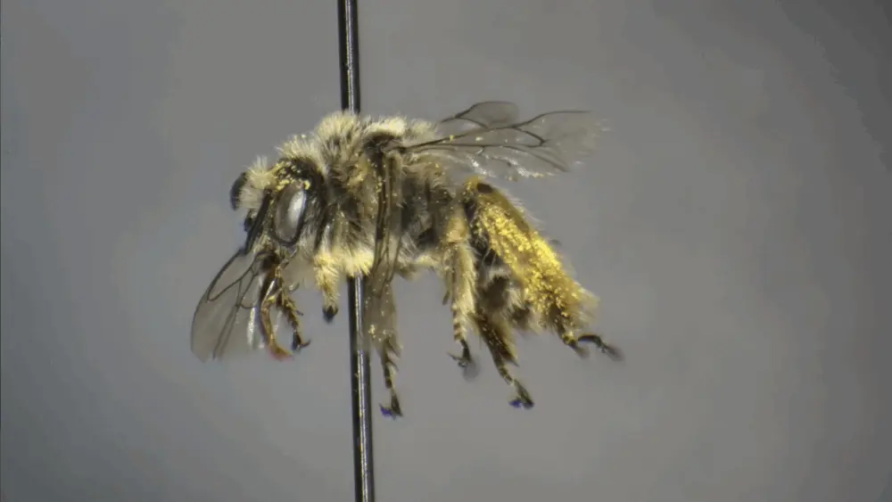 A rare bee species called the diadasia nitidifrons collected by a Washington Bee Atlas volunteer in Yakima County. This bee was last documented in Washington in 1919. (Photo courtesy of the Washington Bee Atlas.)