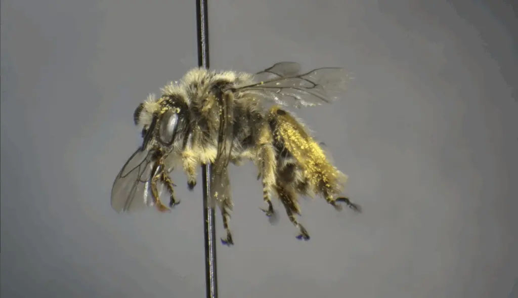 A rare bee species called the diadasia nitidifrons collected by a Washington Bee Atlas volunteer in Yakima County. This bee was last documented in Washington in 1919. (Photo courtesy of the Washington Bee Atlas.)
