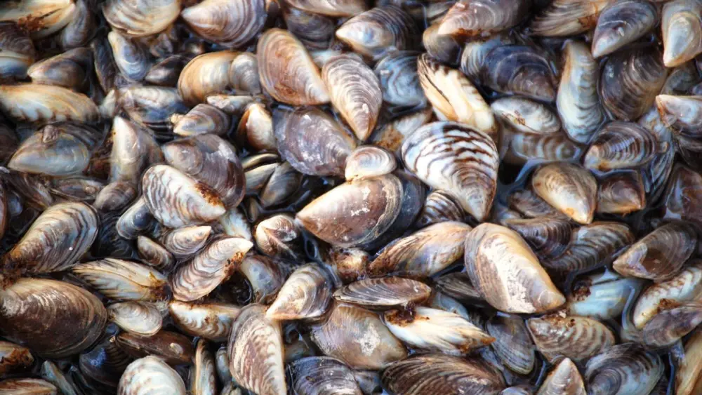 Quagga mussels from Lake Mead, in Nevada. (Dave Britton/U.S. Fish and Wildlife Service)