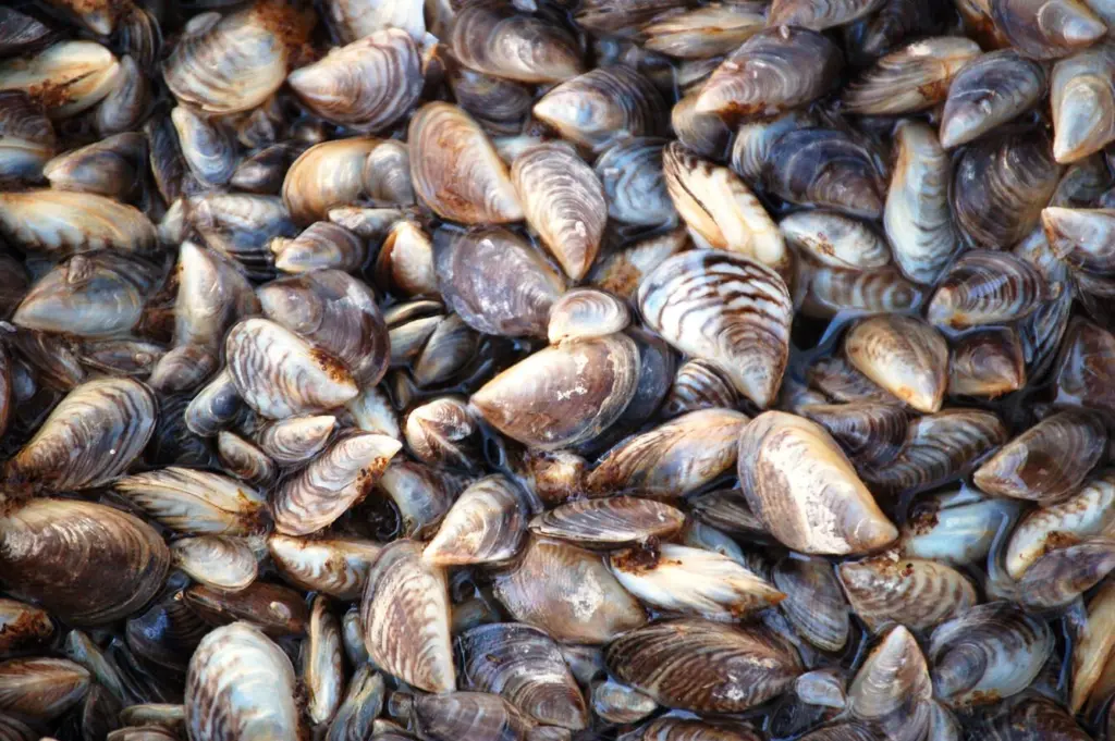 Quagga mussels from Lake Mead, in Nevada. (Dave Britton/U.S. Fish and Wildlife Service)