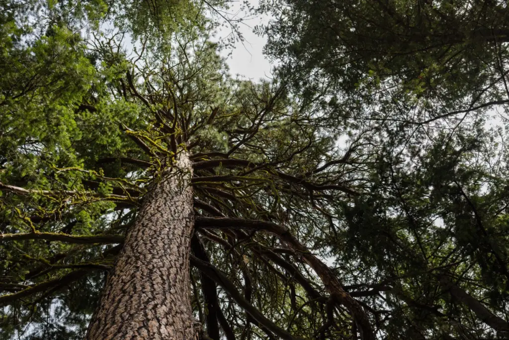 Large branches protrude from a ponderosa pine in the Northern Cascades near Twisp, Wash., on July 20, 2025. (Photo by Emree Weaver for InvestigateWest)