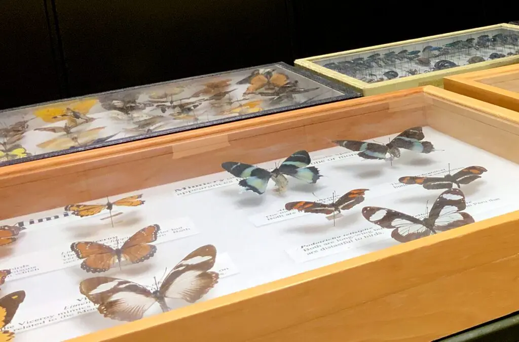 The James collection, the largest insect repository in Washington state, houses millions of specimens. (Photo by Scott Weybright/CAHNRS)