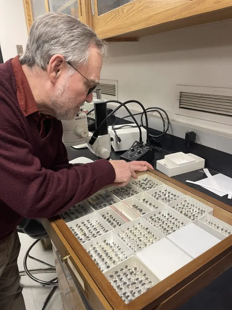 Terry Whitworth leaning over and examining a box of specimens in the James Museum.
Terry Whitworth looks at specimens in the James Museum on a visit to the WSU Pullman campus. He and his wife Faye are donating the funds to upgrade the storage capacity at the museum. (Photo by Chalayne Foster)
