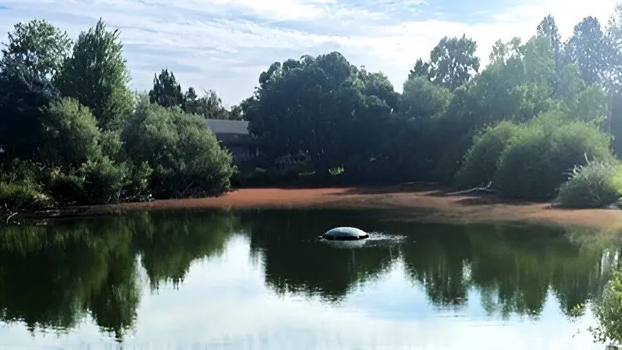 Blue-green algae visible at Hordemann Pond