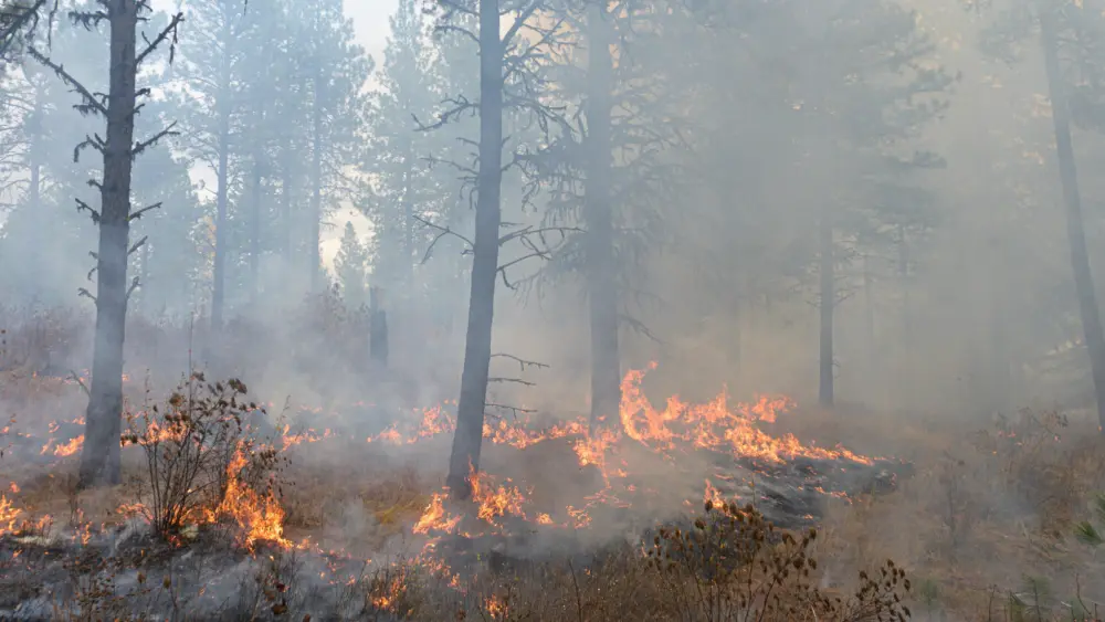 A College of Natural Resources prescribed burn moves across the University of Idaho Experimental Forest. - University of Idaho