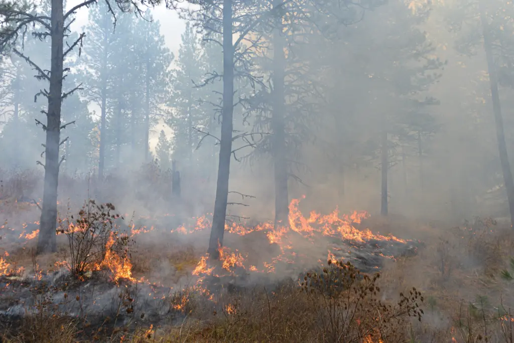A College of Natural Resources prescribed burn moves across the University of Idaho Experimental Forest. - University of Idaho
