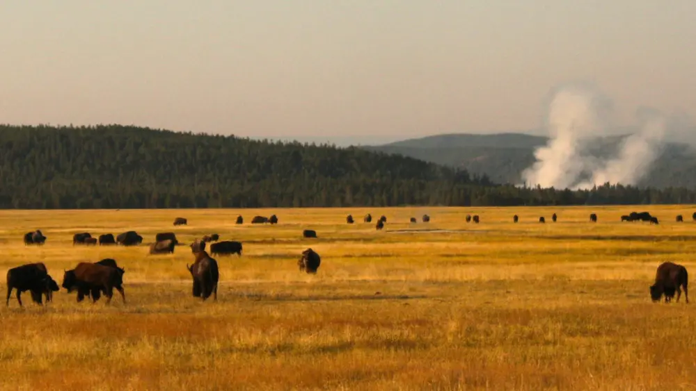 Yellowstone Bison