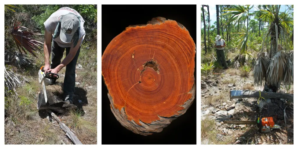 Researchers collect tree‑ring samples in the National Key Deer Refuge on Big Pine Key, Florida, part of a global study on how tropical and subtropical forests respond to drought - Grant Harley