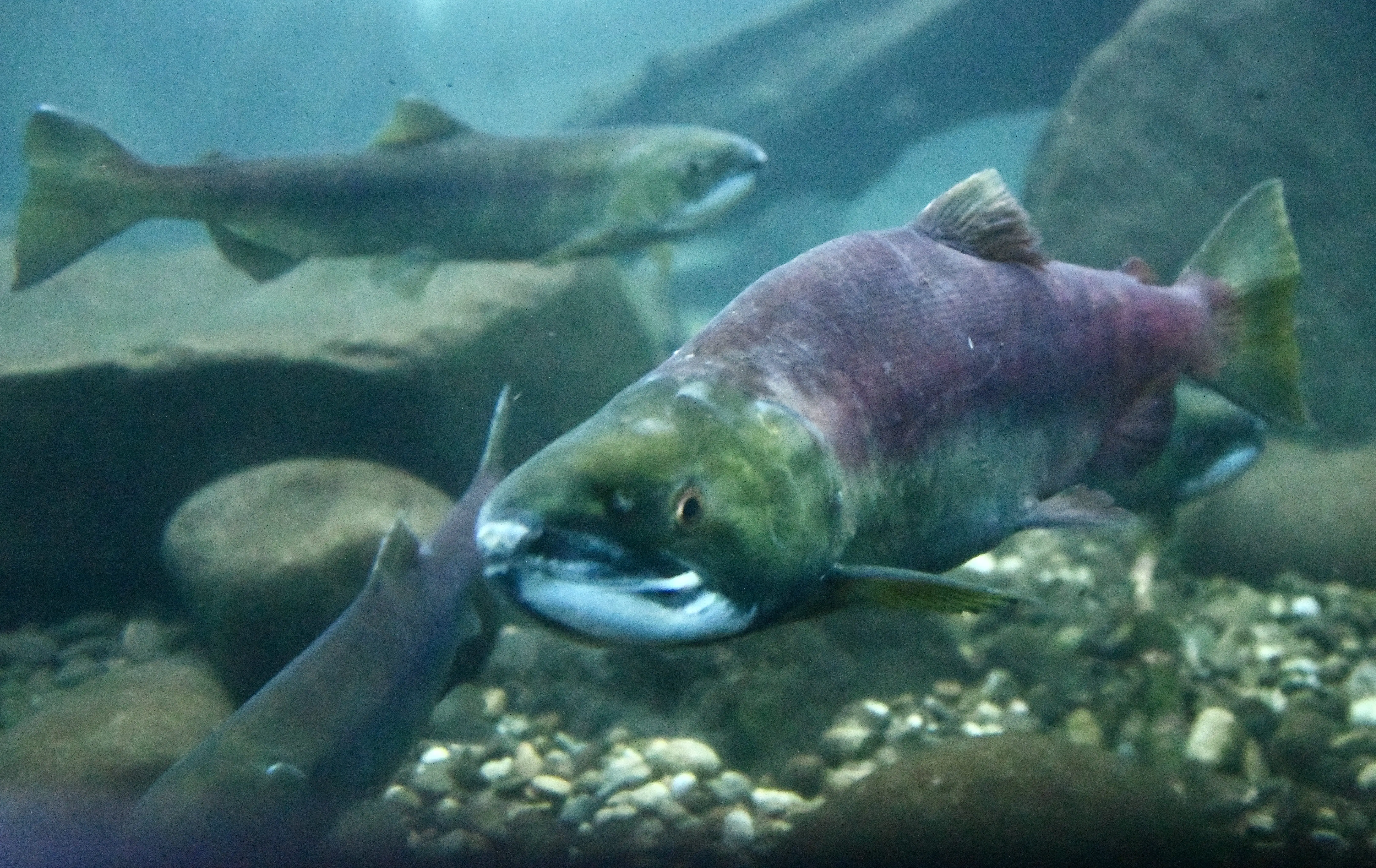Idaho Fish and Game