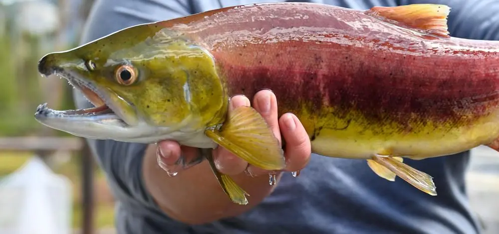 Idaho Fish and Game