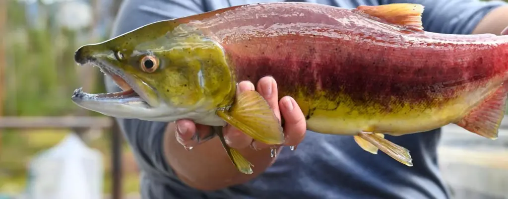 Idaho Fish and Game