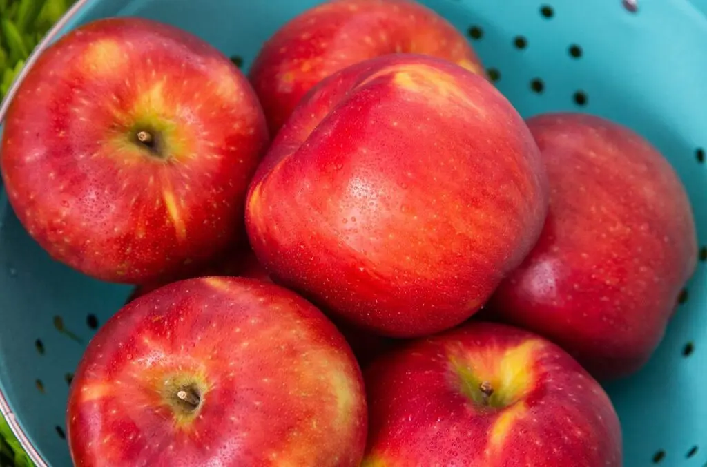 Bred at WSU and launched in 2020, the Cosmic Crisp® apple has earned high marks for its balanced flavor, crisp texture, juiciness, excellent storage qualities, and striking color.