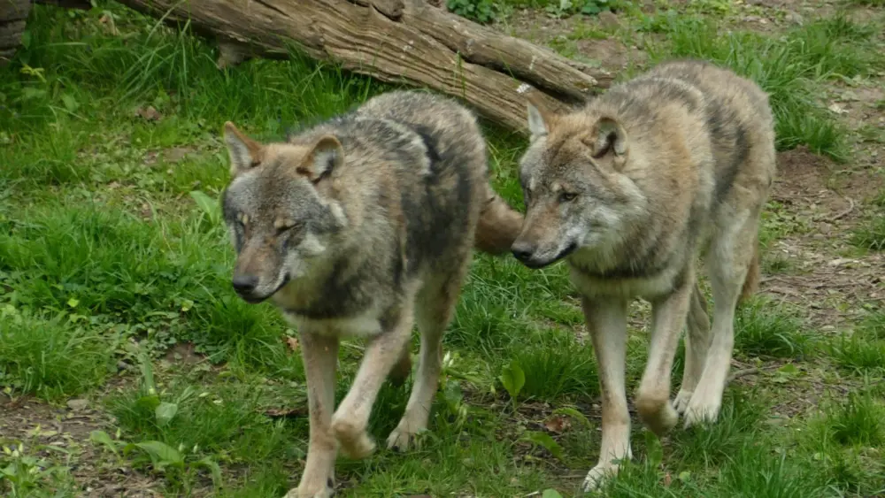 Wolves