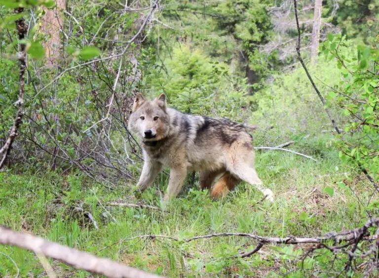gray-wolf-wa-dept-of-fish-wildlife