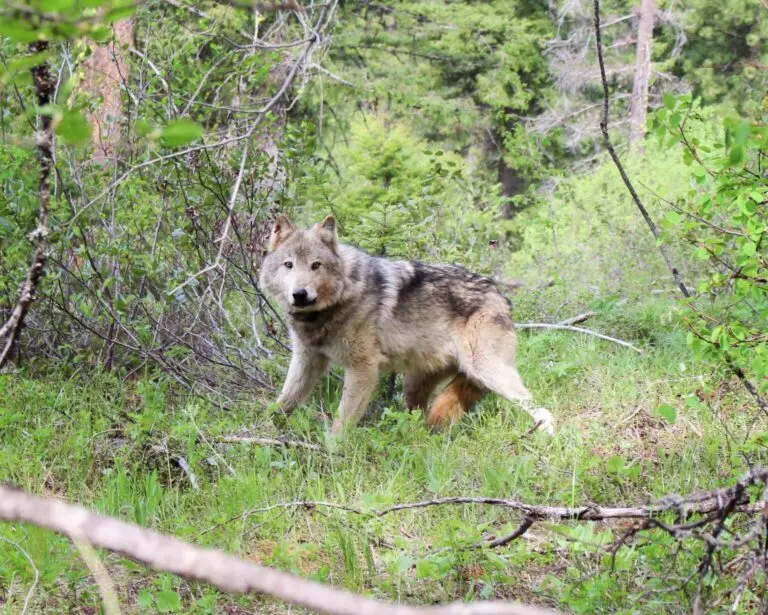 gray-wolf-wa-dept-of-fish-wildlife
