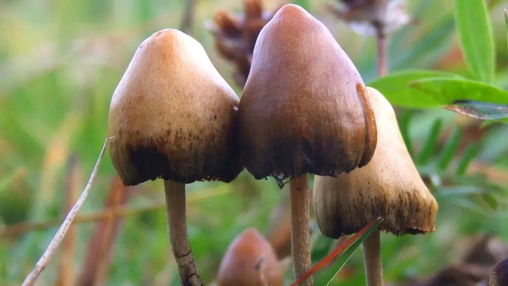 By Arp - This image is Image Number 6514 at Mushroom Observer, a source for mycological images., CC BY-SA 3.0, https://commons.wikimedia.org/w/index.php?curid=12066335