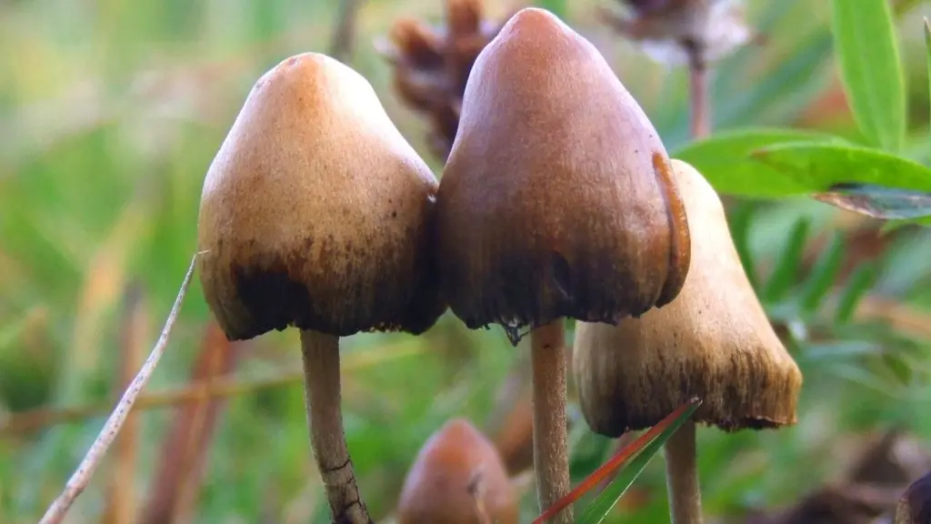 By Arp - This image is Image Number 6514 at Mushroom Observer, a source for mycological images., CC BY-SA 3.0, https://commons.wikimedia.org/w/index.php?curid=12066335