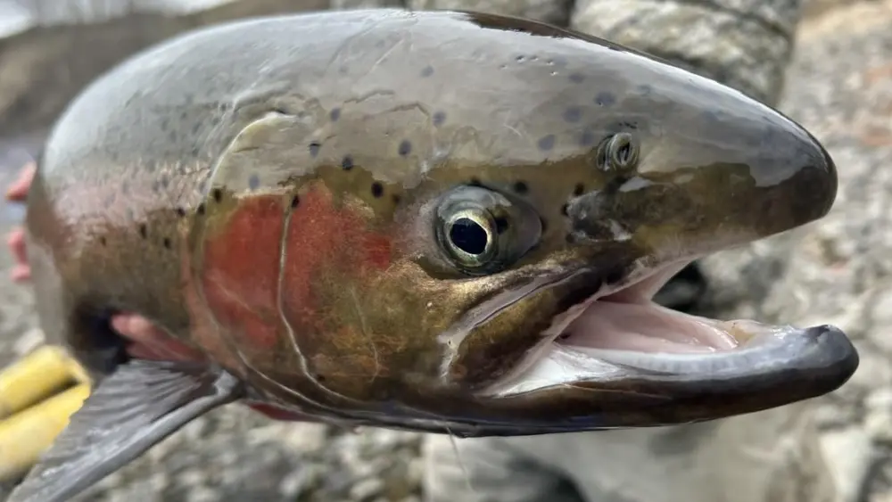 Steelhead