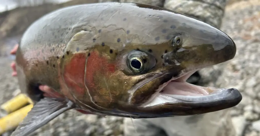 Steelhead