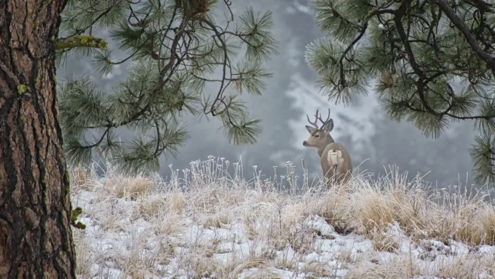 Mule Deer - WDFW