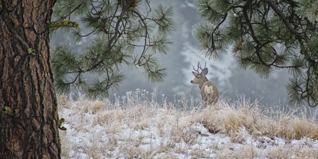Mule Deer - WDFW