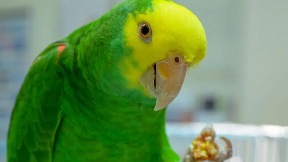 Zinnia, a double yellow-headed Amazon parrot, eats a snack during a check-up exam on Thursday, July 10, 2025. Earlier in the year, WSU veterinarian Marcie Logsdon performed an emergency blood transfusion using her own parrot as the blood donor (photo by College of Veterinary Medicine/Ted S. Warren).